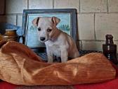 Mažytė 2mėn. Chichuahua ir Jack russel mišrunytė - nuotraukos Nr. 2