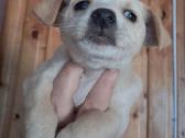 Mažytė 2mėn. Chichuahua ir Jack russel mišrunytė - nuotraukos Nr. 4