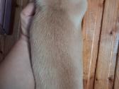 Mažytė 2mėn. Chichuahua ir Jack russel mišrunytė - nuotraukos Nr. 5