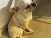 Mažytė 2mėn. Chichuahua ir Jack russel mišrunytė - nuotraukos Nr. 7