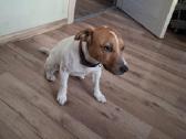 Mažytė 2mėn. Chichuahua ir Jack russel mišrunytė - nuotraukos Nr. 8