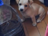 Mažytė 2mėn. Chichuahua ir Jack russel mišrunytė - nuotraukos Nr. 6