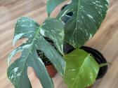 Dovanojama monstera borsigiana albo - nuotraukos Nr. 2