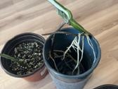 Dovanojama monstera borsigiana albo - nuotraukos Nr. 3