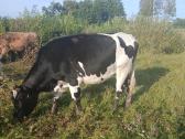 Parduodu veršingą telyčią. Kaišiadorių r. - nuotraukos Nr. 2