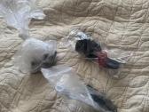 Parduodamas moza r5 bundle su kede - nuotraukos Nr. 3