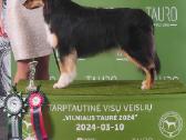 Mano Lapė Fci Australų aviganių veislynas - nuotraukos Nr. 17