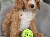 Cavapoo mazylis Hobis - nuotraukos Nr. 2