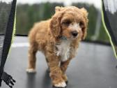 Cavapoo mazylis Hobis - nuotraukos Nr. 3