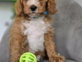 Cavapoo mazylis Hobis - nuotraukos Nr. 4