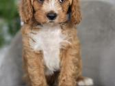 Cavapoo mazylis Hobis - nuotraukos Nr. 5