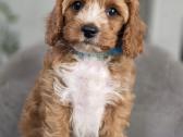 Cavapoo mazylis Hobis - nuotraukos Nr. 6