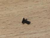 Varžteliai M2 x 4mm - nuotraukos Nr. 2