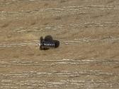 Varžteliai M2 x 3.5mm - nuotraukos Nr. 2