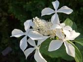 Hort.Great Star - nuotraukos Nr. 34