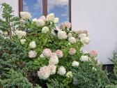 Grandiflora rugpj.mėn. - nuotraukos Nr. 20