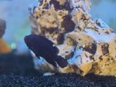 Jack dempsey - Cichlasoma octofasciatum - nuotraukos Nr. 2