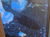 Jack dempsey - Cichlasoma octofasciatum - nuotraukos Nr. 3