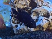Jack dempsey - Cichlasoma octofasciatum - nuotraukos Nr. 4