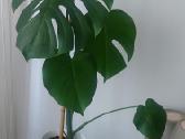 Monstera deliciosa - nuotraukos Nr. 2