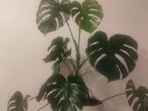 Monstera deliciosa – 35 € Vilnius - nuotraukos Nr. 2