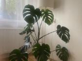 Monstera deliciosa – 35 € Vilnius - nuotraukos Nr. 3