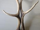 2 vnt ragai, 60 cm - nuotraukos Nr. 2