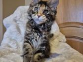 Mainecoon f22 - nuotraukos Nr. 2