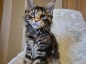 Mainecoon f22 - nuotraukos Nr. 3