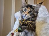 Mainecoon f22 - nuotraukos Nr. 4