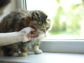 Princesė, 5m., benamėlė - nuotraukos Nr. 15