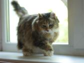 Princesė, 5m., benamėlė - nuotraukos Nr. 17