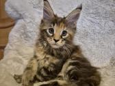 Mainecoon female - nuotraukos Nr. 2