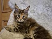 Mainecoon female - nuotraukos Nr. 3
