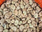 Didziosios pupos, 10kg 40e - nuotraukos Nr. 2