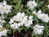 Rododendrai - nuotraukos Nr. 6