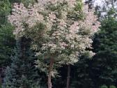 Klevai Flaming.,Totorinis - nuotraukos Nr. 28