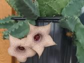 Huernia thuretii, foto parduodamo augalo - nuotraukos Nr. 2