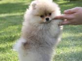 Nykštukiniai Pomeranian špiciukai - nuotraukos Nr. 2