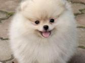 Nykštukiniai Pomeranian špiciukai - nuotraukos Nr. 3