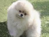 Nykštukiniai Pomeranian špiciukai - nuotraukos Nr. 4