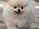 Nykštukiniai Pomeranian špiciukai - nuotraukos Nr. 5