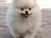 Nykštukiniai Pomeranian špiciukai - nuotraukos Nr. 6