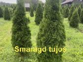 Aukštos Smaragd, koloninės, Brabant tujos - nuotraukos Nr. 2
