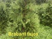 Aukštos Smaragd, koloninės, Brabant tujos - nuotraukos Nr. 3