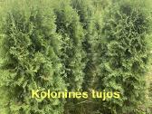 Aukštos Smaragd, koloninės, Brabant tujos - nuotraukos Nr. 4