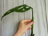 Monstera Esqueleto karpiniai - nuotraukos Nr. 5