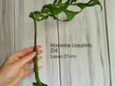 Monstera Esqueleto karpiniai - nuotraukos Nr. 4