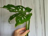 Monstera Esqueleto karpiniai - nuotraukos Nr. 3