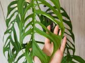 Monstera Esqueleto karpiniai - nuotraukos Nr. 2